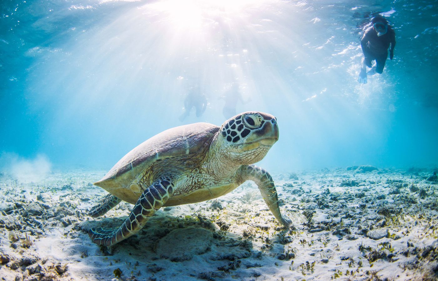 Snorkeling & Diving in Zanzibar - SCUBAFISH