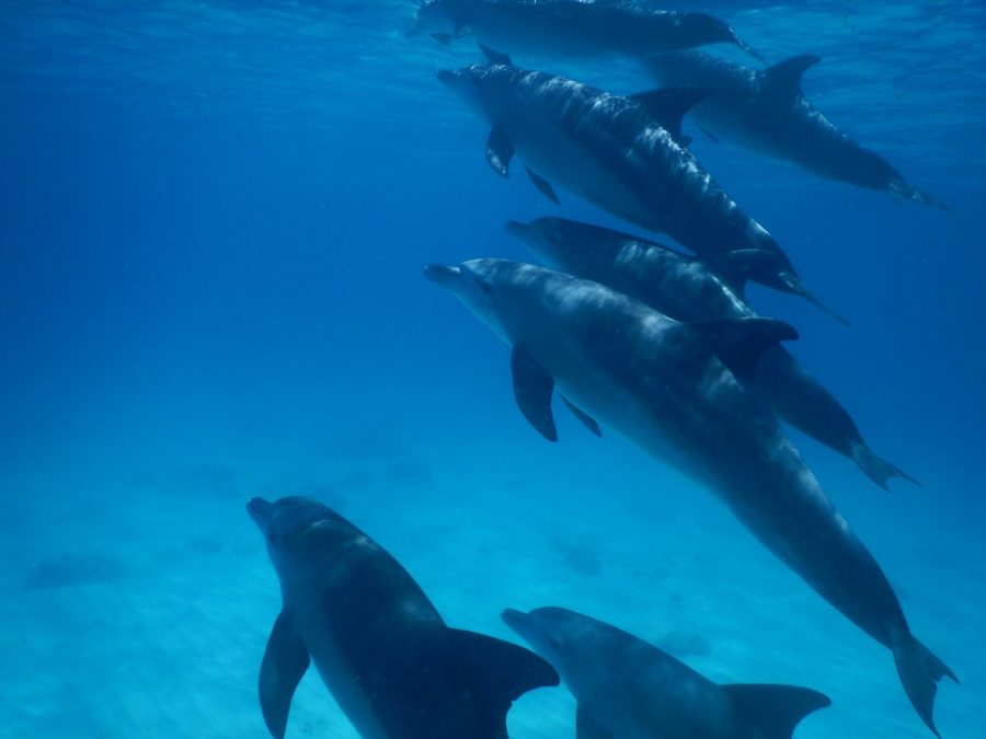 dolphins in the water